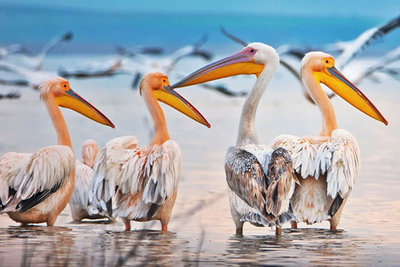 BIRD PARADISE NATIONAL PARK