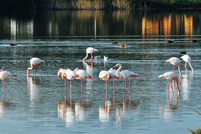 BIRD PARADISE NATIONAL PARK