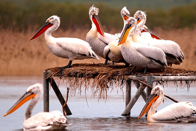 BIRD PARADISE NATIONAL PARK