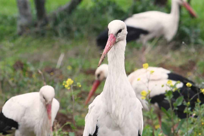 BIRD PARADISE NATIONAL PARK