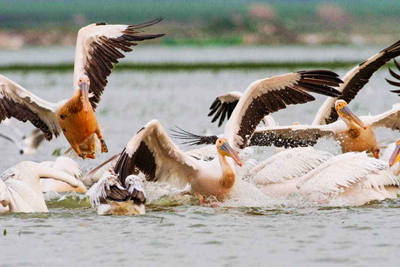 BIRD PARADISE NATIONAL PARK